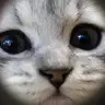 xiazhiyuan avatar