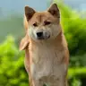 Akita avatar