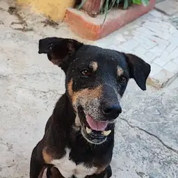 kada avatar
