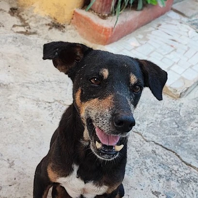 kada avatar