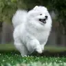 Lulu avatar