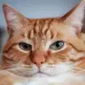 greencat avatar