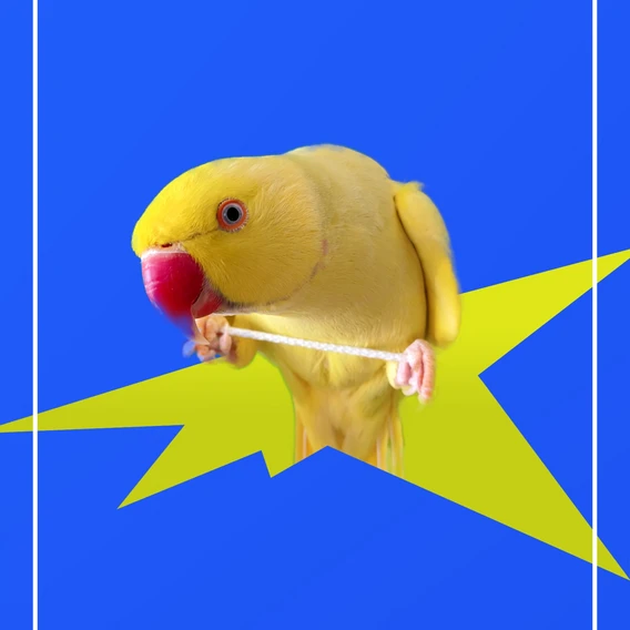 Didrov avatar